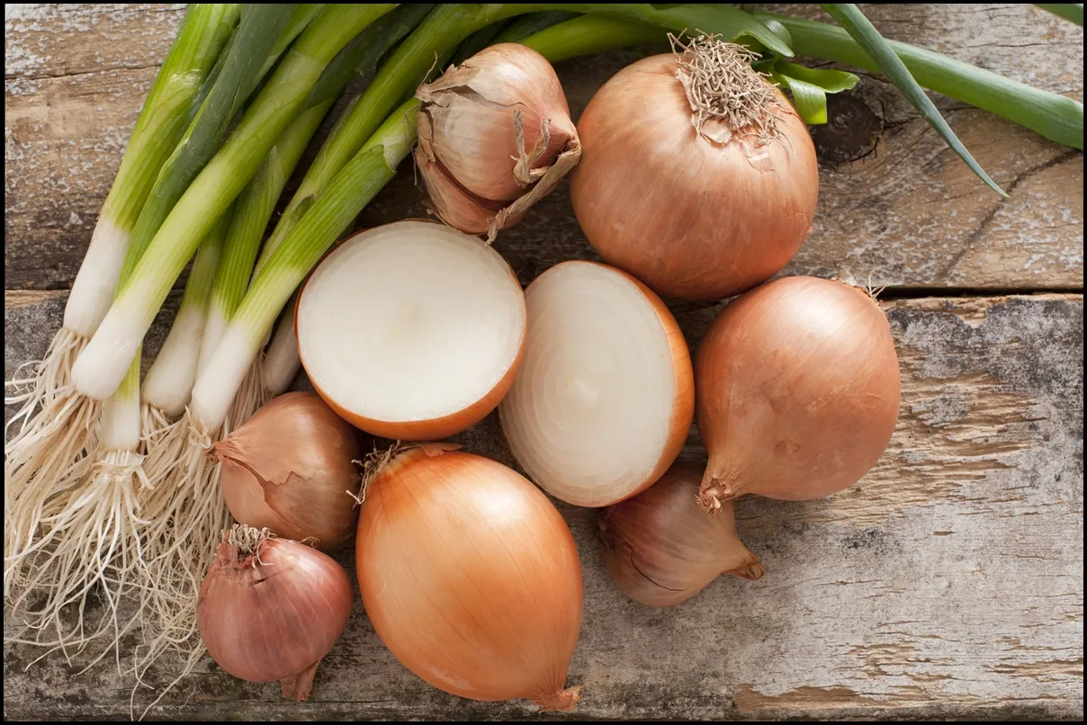 Fun-Facts-of-Onions-2.jpg