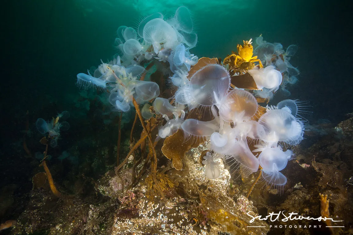 Hooded Nudibranch-1.jpg