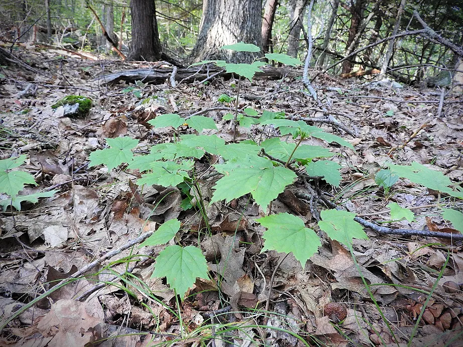 Green trees with hints of fall foliage