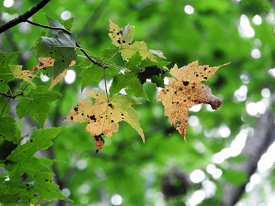 Green trees with hints of fall foliage