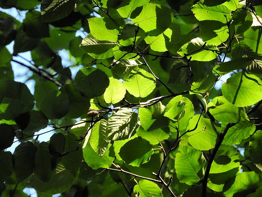 Green trees with hints of fall foliage