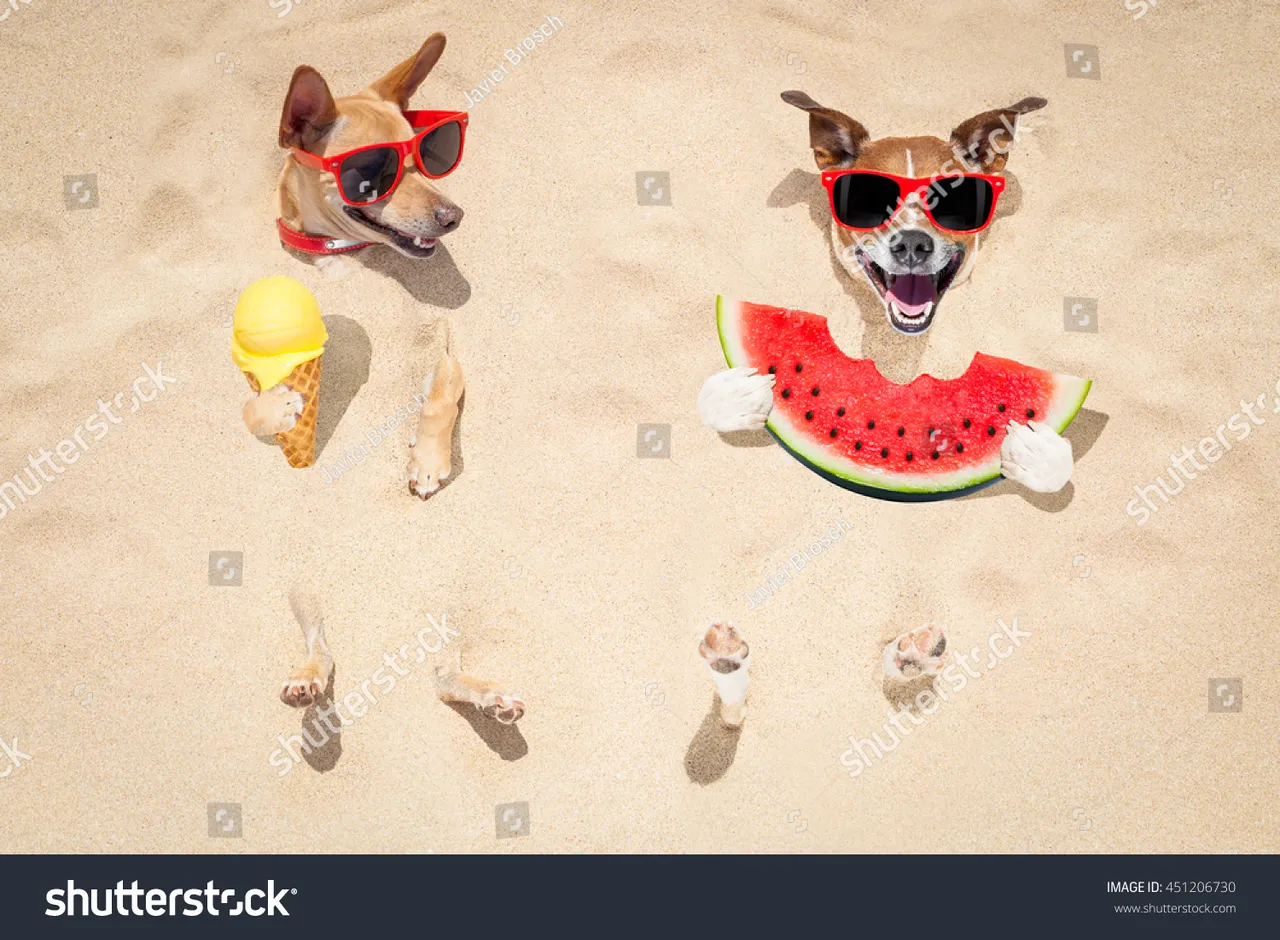 stock-photo-funny-couple-of-dogs-buried-in-the-sand-at-the-beach-on-summer-vacation-holidays-wearing-red-451206730.jpg