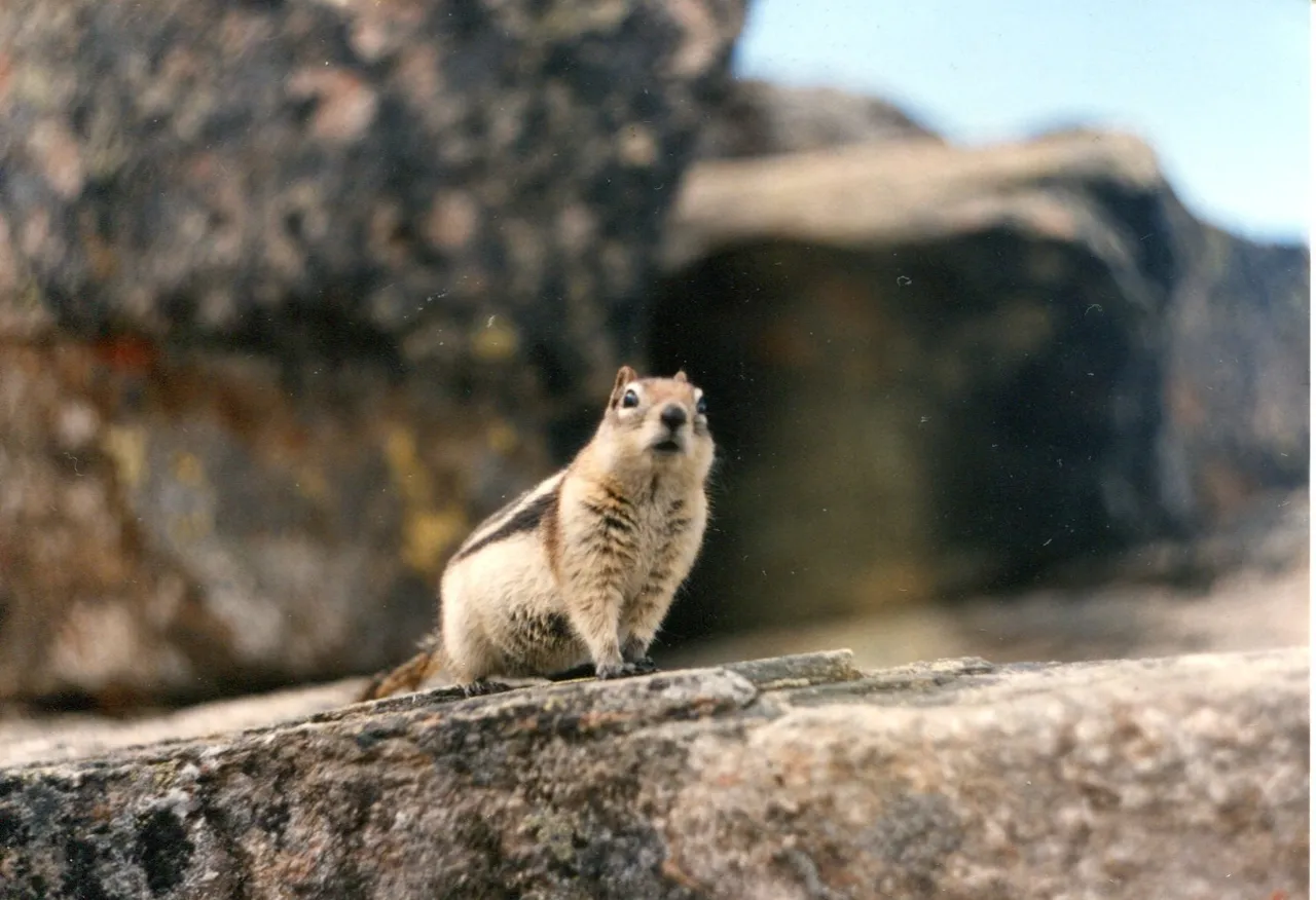 marmoset
