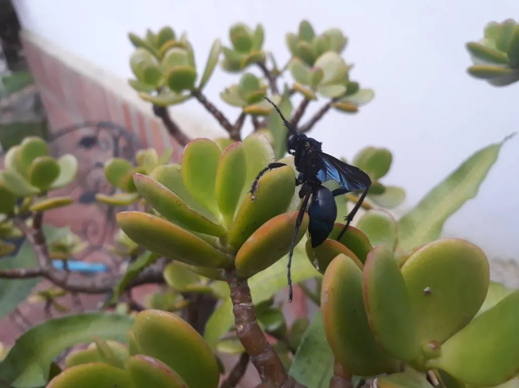 blue wisp