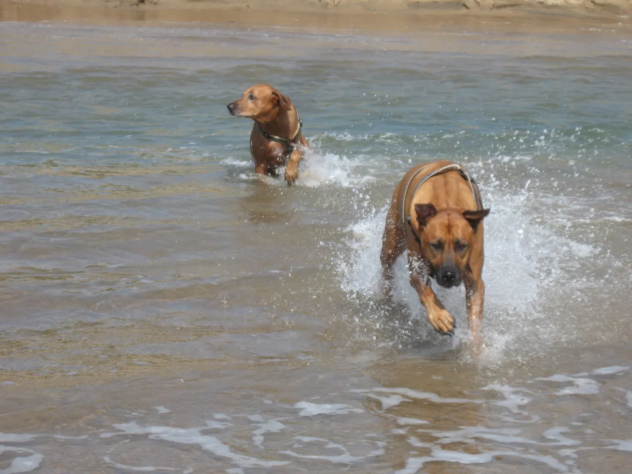 Dogs_Rhodesian_Ridgeback