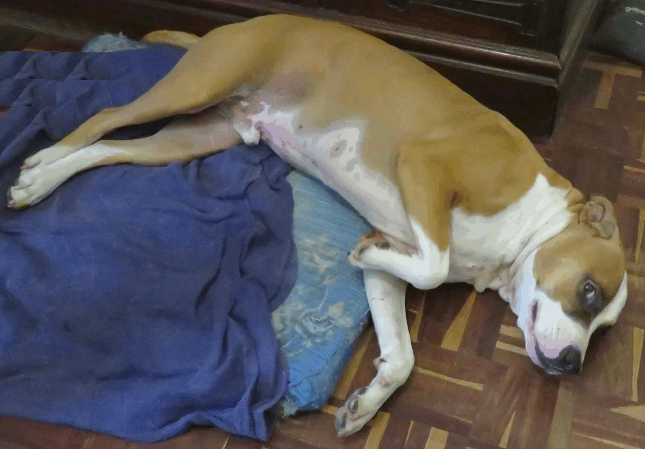 Dog