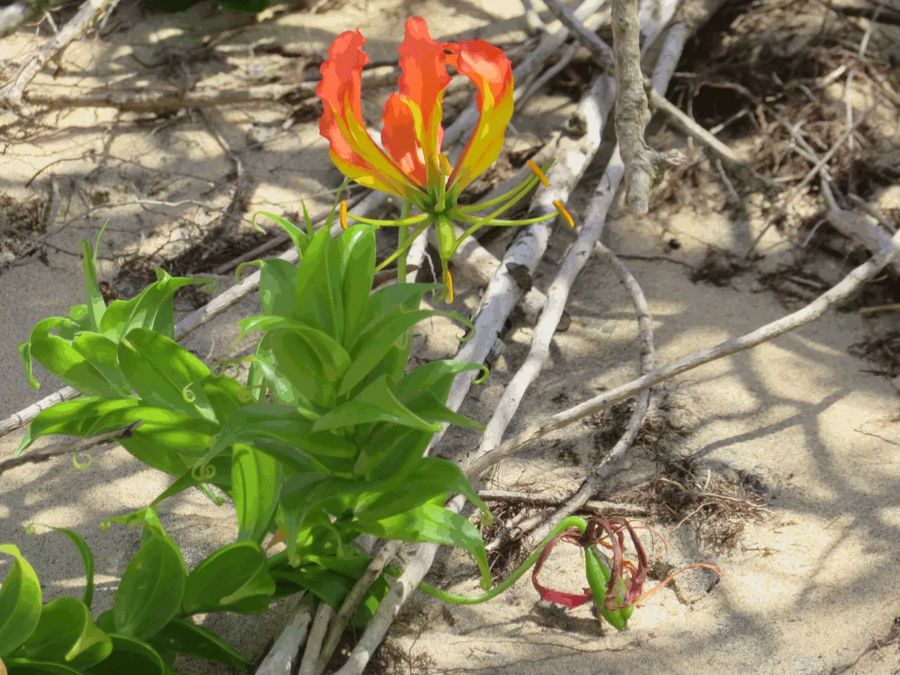 Flame Lily