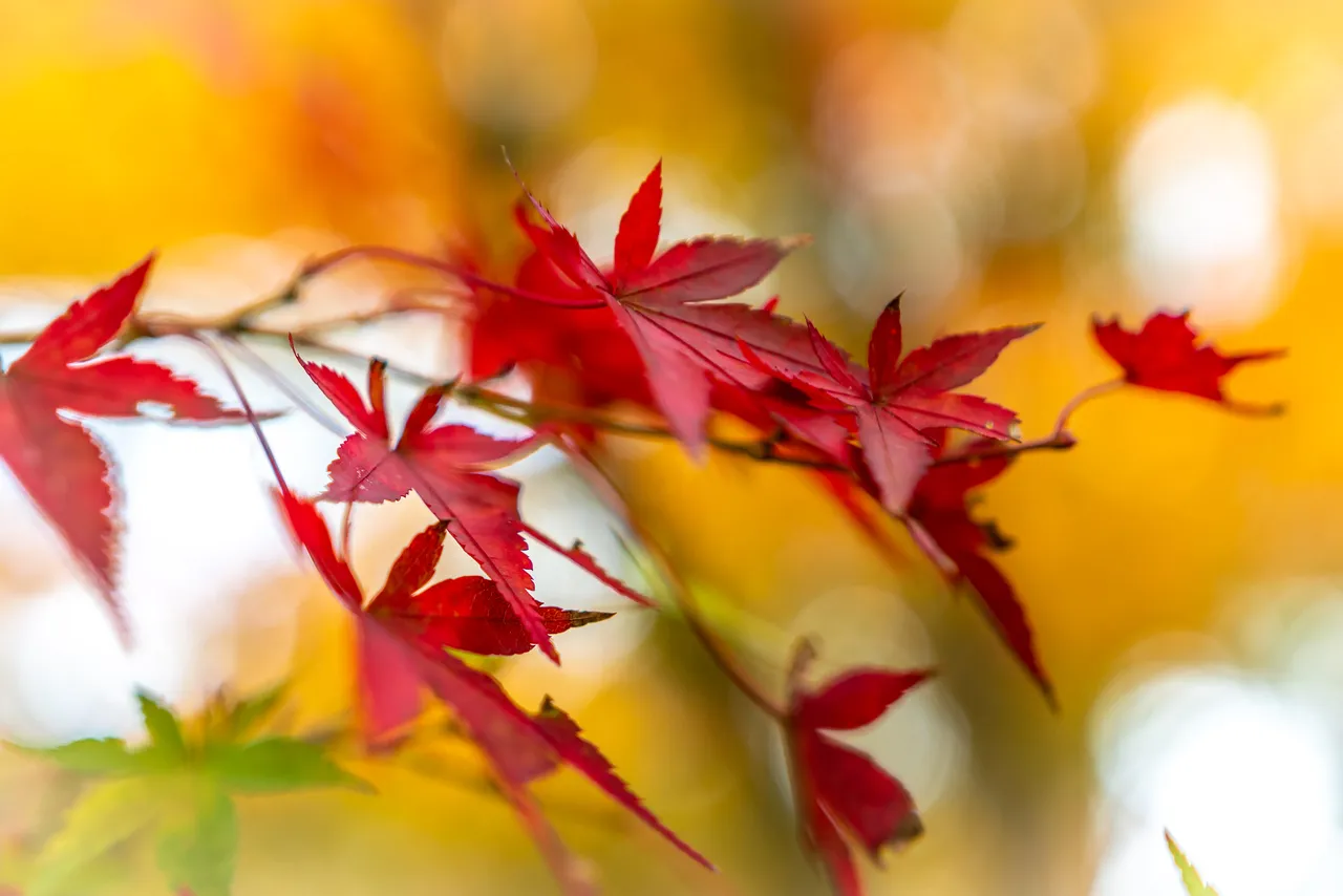 Fall Foliage