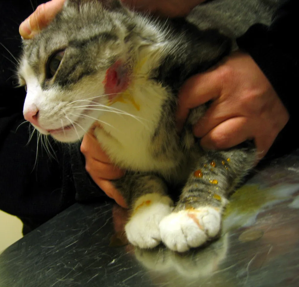 Bacterial Causing Pyoderma on Pet's Skin