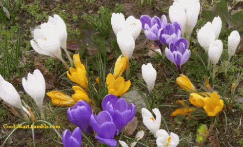 untitled.gif