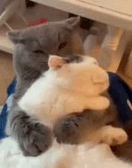 untitled.gif