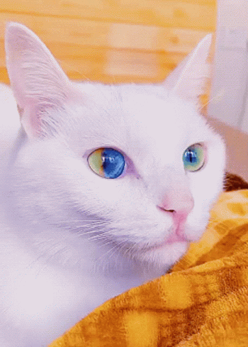 untitled.gif