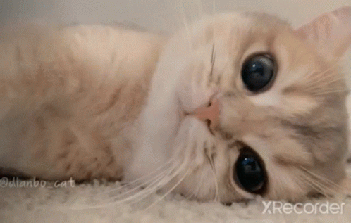 untitled.gif