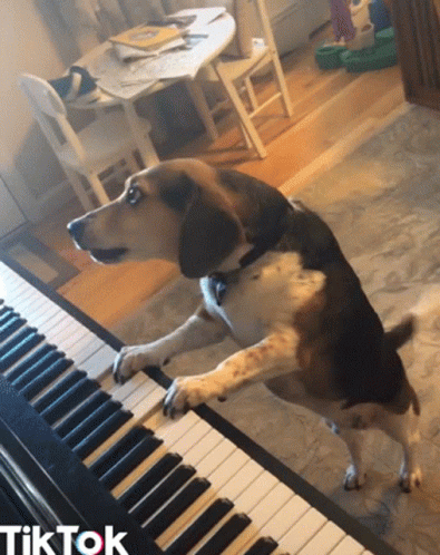 untitled.gif