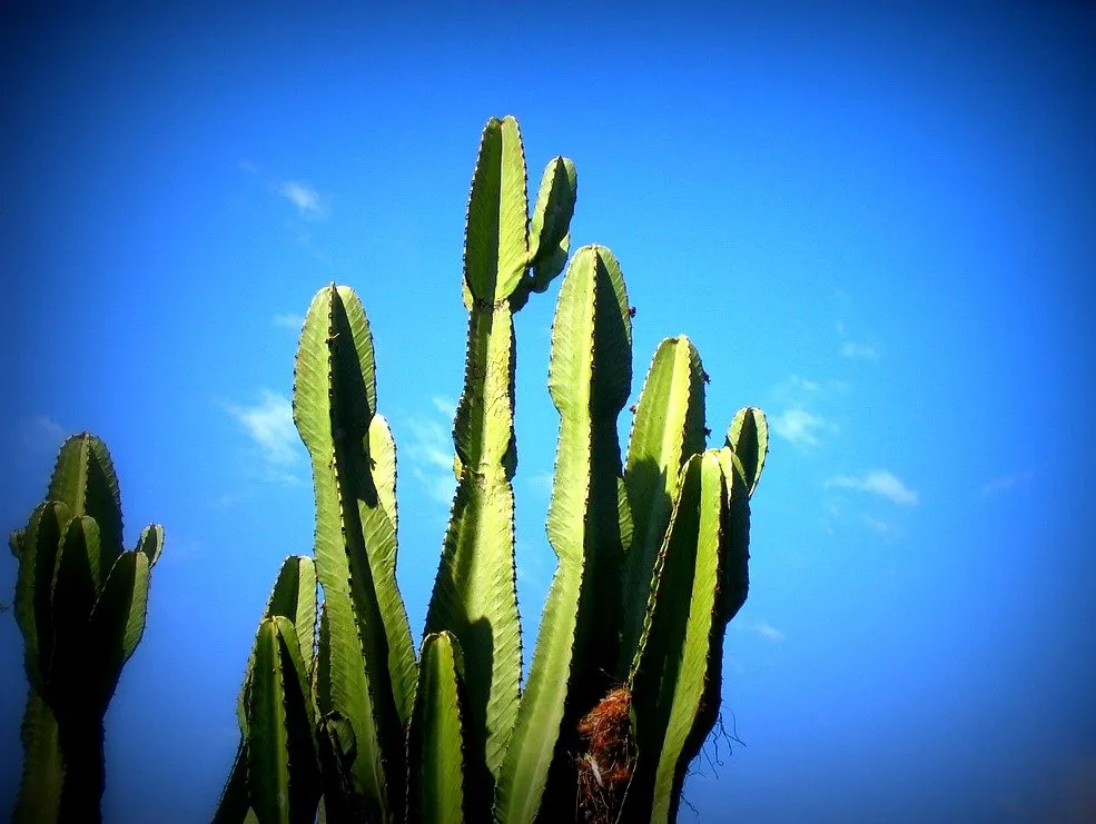 cactus7fceb.jpg