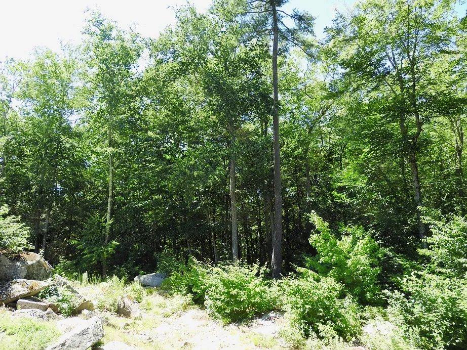 Green Solstice Trees