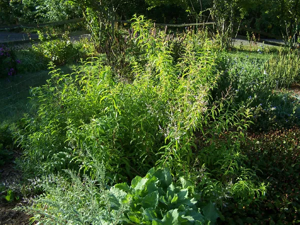 New Herb - Row 3. lemon verbena crop September 2019.jpg