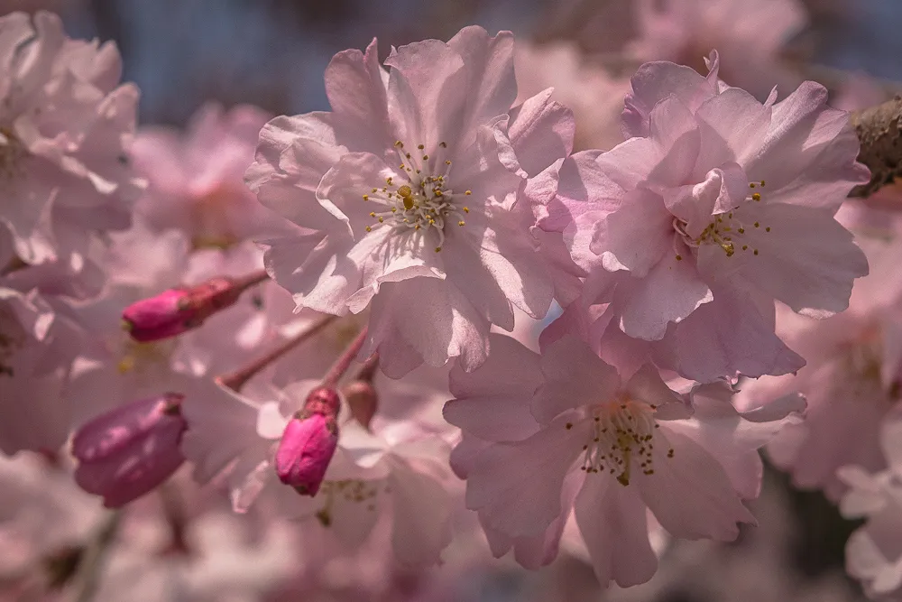 Nijo castle, kyoto, garden cherry blossoms detail 3 1.jpg