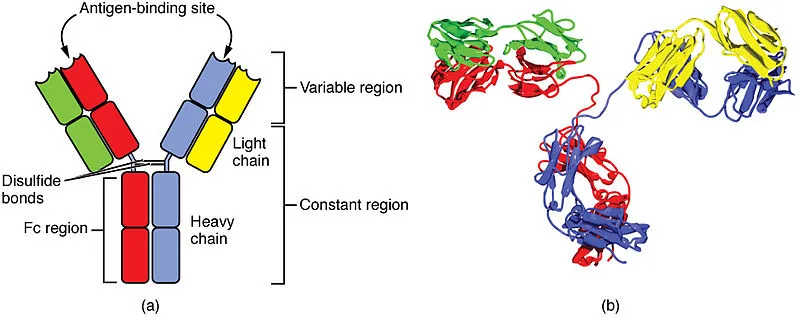 800px-2220_Four_Chain_Structure_of_a_Generic_Antibody-IgG2_Structures.jpg