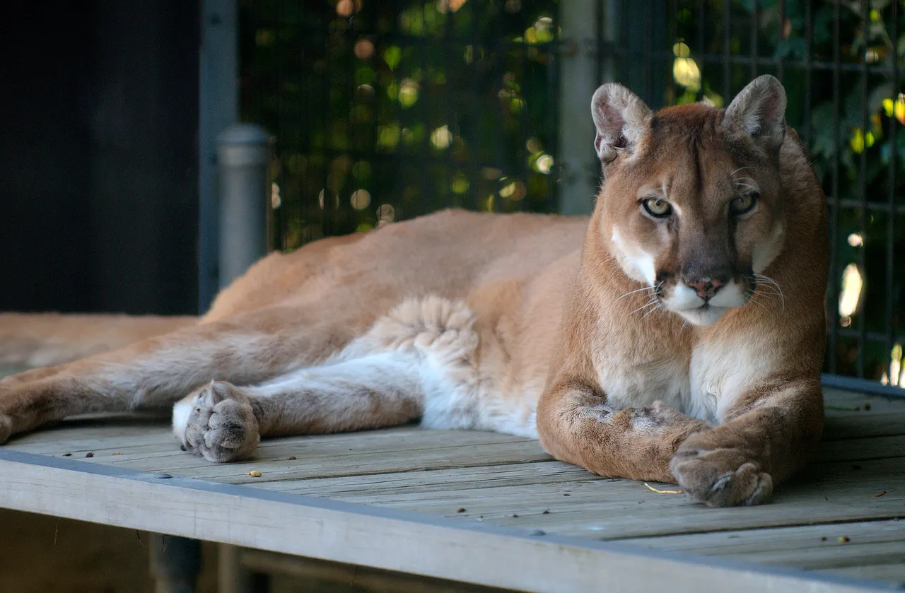 2.-Biodiversity-Argentina-Cougar_at_Cougar_Mountain_Zoological_Park_2.jpg