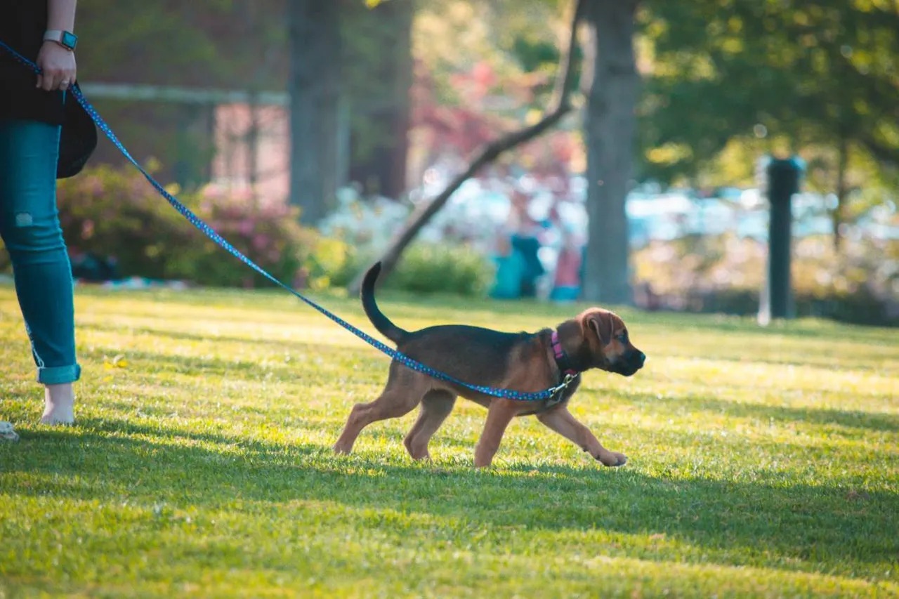 puedo_sacar_al_perro_o_salir_al_parque_dudas_cotidianas_sobre_el_covid_19.jpg