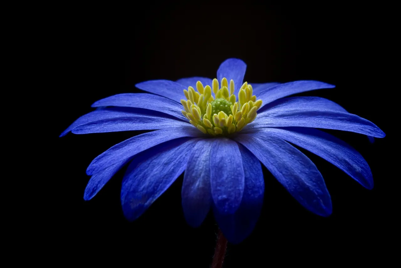 anemone-apennina-anemone-blanda-bloom-73813.jpg