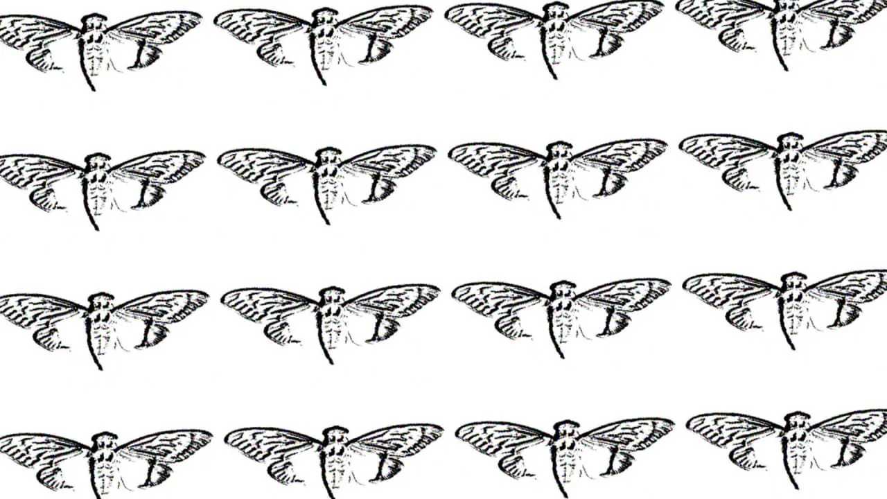 3038719-poster-p-1-heres-what-its-like-to-be-on-the-inside-of-cicada-3301.jpg