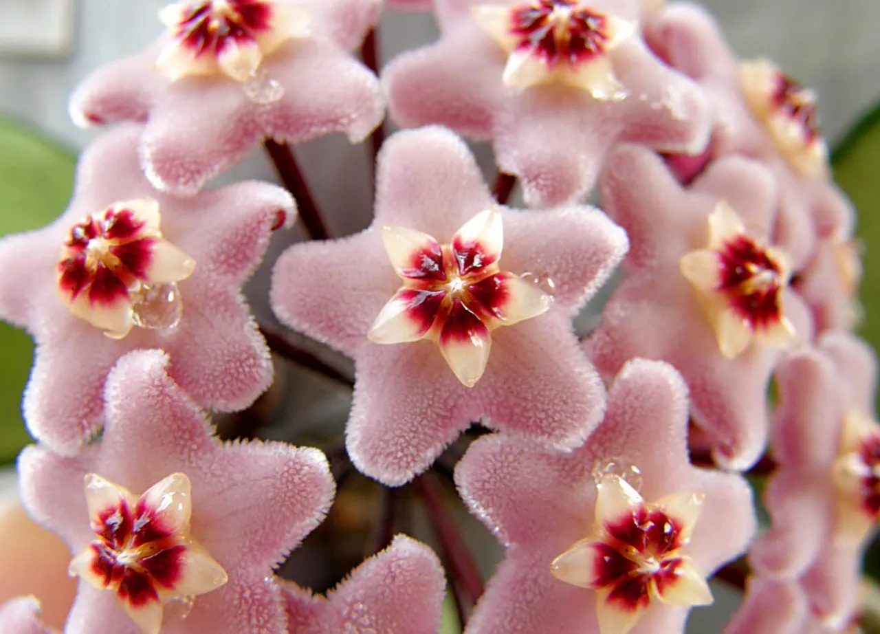 flowers-flower-pink-carnosa-wax-hoya-asclepiad-hairy-hd-quality-1500x1080.jpg