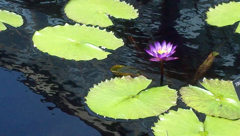 lirios de agua en el gardin interior de longwood garden.jpg