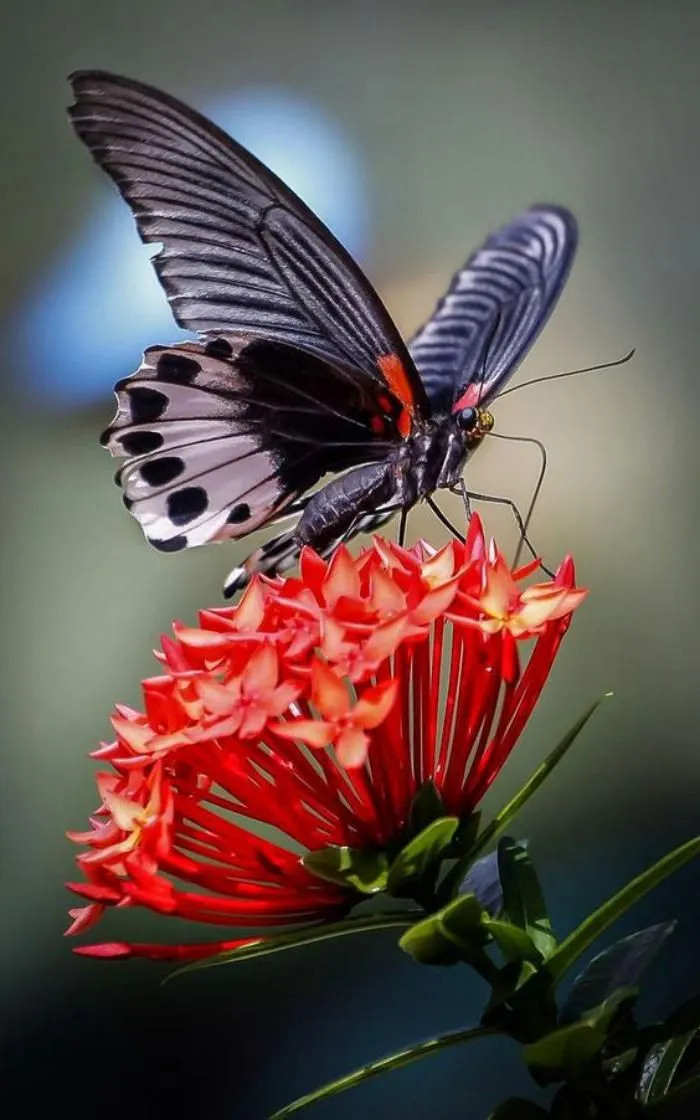 738933326545373e0c934d17470ebfb6--beautiful-flowers-beautiful-butterflies.jpg