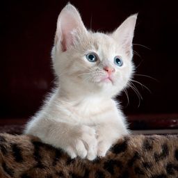 abhisteem13 avatar