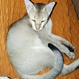 abran avatar