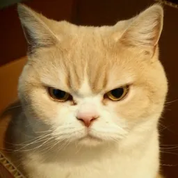 acat avatar