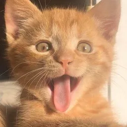 KitKat avatar