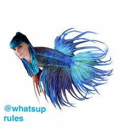 adoptaminnow avatar