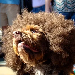Afrob avatar