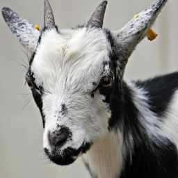 aharaallen avatar