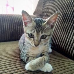 AiZiQi avatar