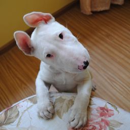alexwcd avatar