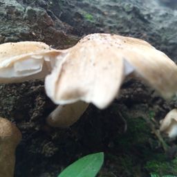 delicious mushrooms avatar