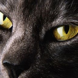 Alina Kot avatar