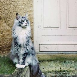 All About Cats avatar