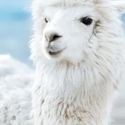 Alpy Fluffy avatar