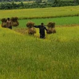 amibangali avatar