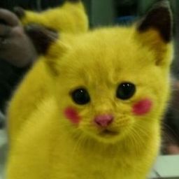 aminals avatar