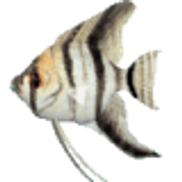 Angel Fish avatar
