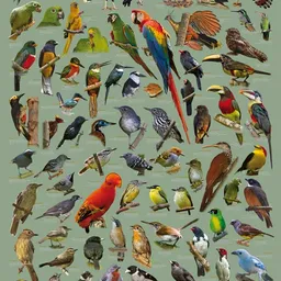  AVES y CANTOS 