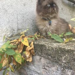 Meedo:lovely cat. avatar
