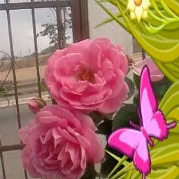 MIS FLORES rosadas avatar