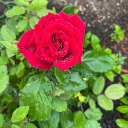 Red Rose avatar